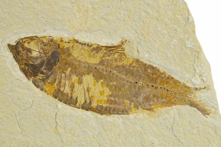 Detailed Fossil Fish (Knightia) - Wyoming #340817